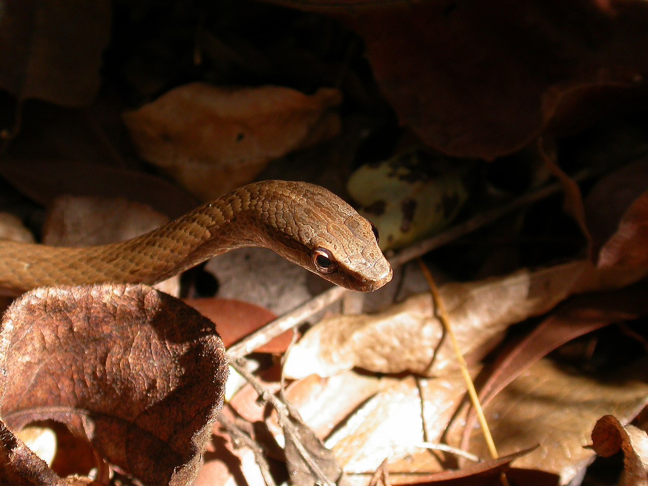 Mimophis occultus